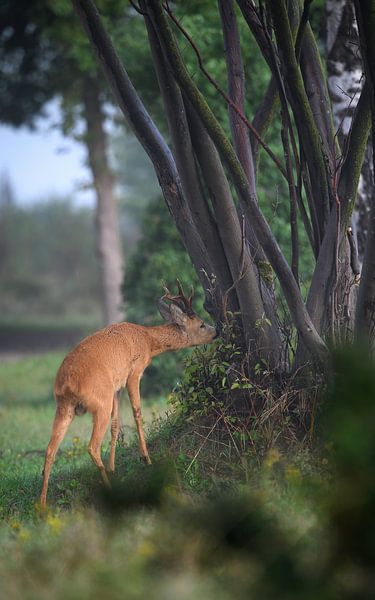 Rehbock von Andy van der Steen - Fotografie