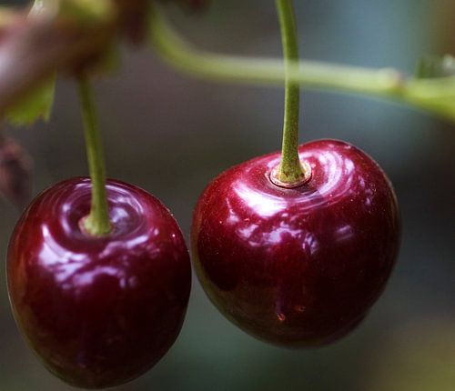 2 kersen aan boom
