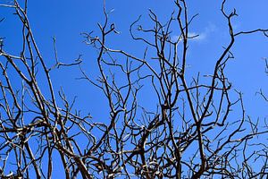 Dorre takken blauwe lucht