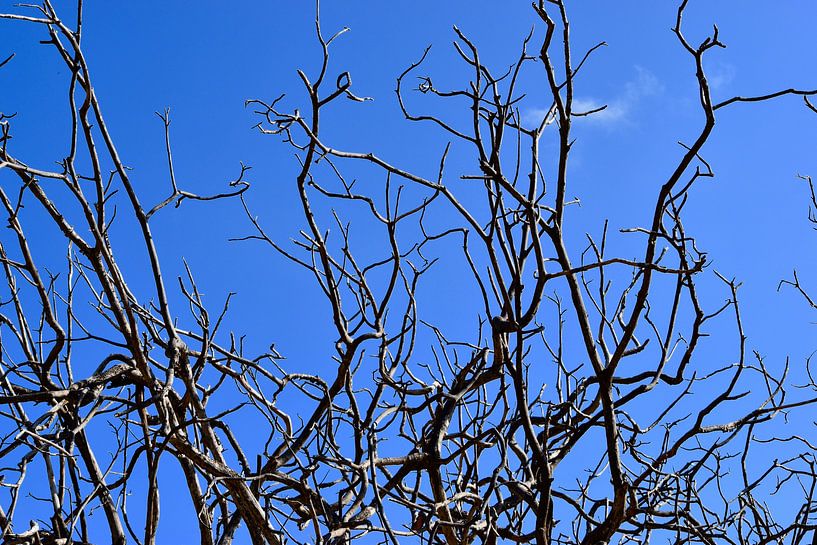 Dry branches blue sky by Ron Steens
