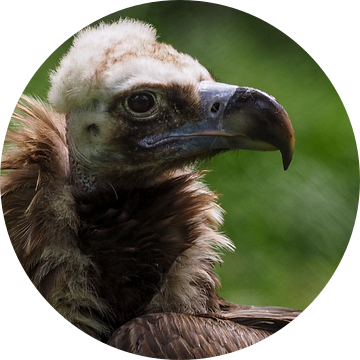 monniksgier : Koninklijke Burgers' Zoo van Loek Lobel