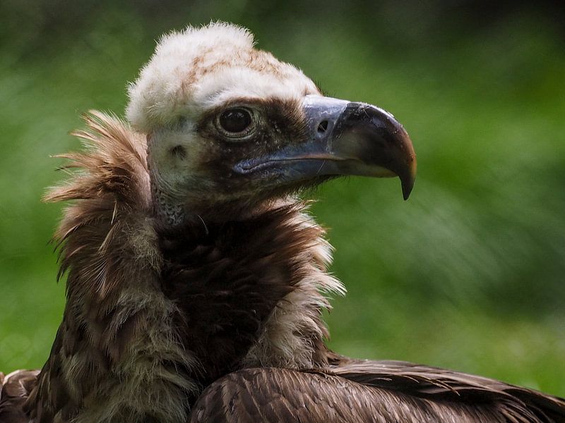 monniksgier : Koninklijke Burgers' Zoo van Loek Lobel
