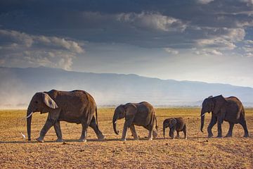 Elefantenherd von Peter Michel