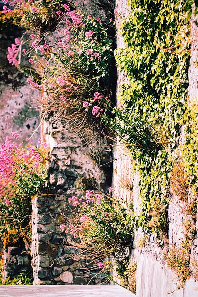 An old wall overgrown with plants in Ireland by stewic_