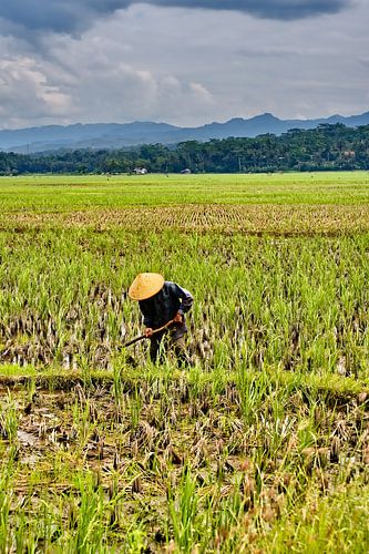 Traditioneel werk in de rijstvelden van Java onder een stormachtige hemel