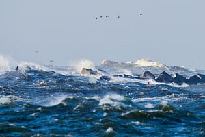 Vogels trotseren de storm bij de pier van IJmuiden