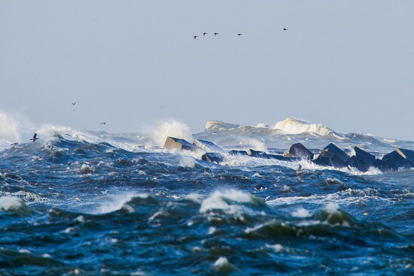 Vogels trotseren de storm bij de pier van IJmuiden van Menno van Duijn