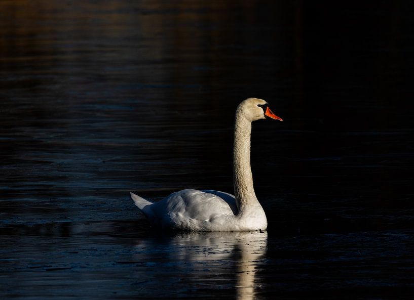 Icy Swan by Rob Coorens