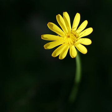 Gele bloem van Lynn van Baaren