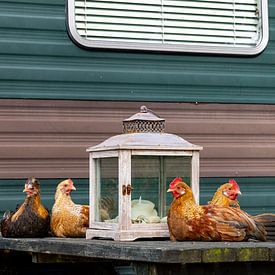 Relaxed chickens by Hilda Weges