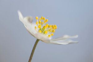 Anémone des bois en fleur
