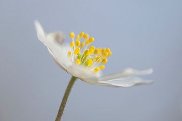 Wood anemone in bloom by Karla Leeftink