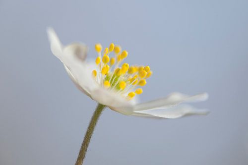 Wood anemone in bloom