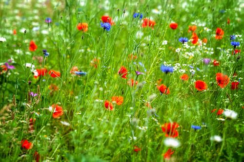 Veld met grassen, korenbloemen, klaprozen en margrieten