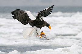 Aussi froid que la glace (Pygargue de Steller) sur Harry Eggens