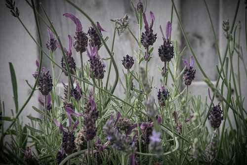 Lavendelmuur