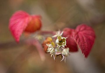 Rode frambozen winterbloesem van Iris Holzer Richardson