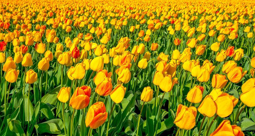 tulip field, Holland by Jan Fritz
