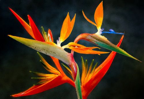 Bird of Paradise