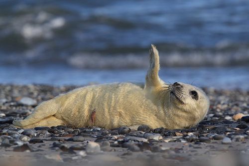 Grijze Zeehond Brul Helgoland Eiland Duitsland