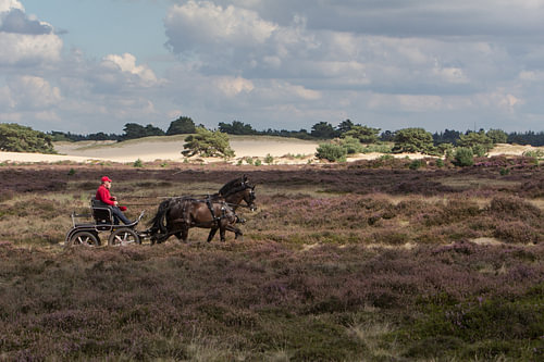 Paarden op de heide
