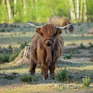 Junger schottischer Hochlandbewohner