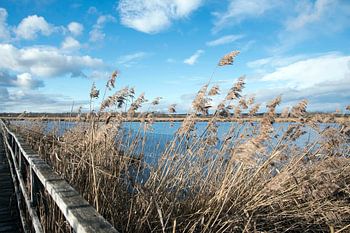 Seenlandschaft mit Schilf