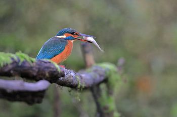 Kingfisher