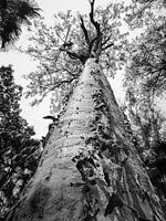 Ancient tree in Carnarvon National Park, Australia