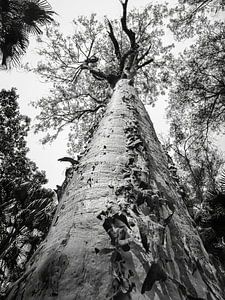 Alter Baum in Carnarvon National Park, Australien von Rietje Bulthuis