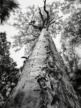 Eeuwenoude boom in Carnarvon National Park, Australie