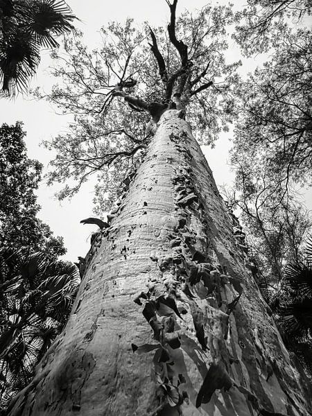 Vieil arbre dans le parc national de Carnarvon, en Australie par Rietje Bulthuis