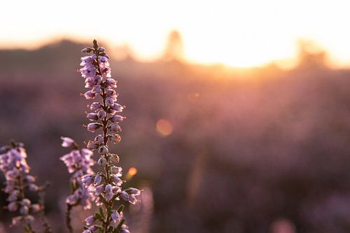 Heather flower in the sunrise
