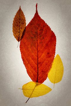 Herbstfarben von Anneliese Grünwald-Märkl