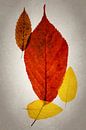 Herfst kleuren van Anneliese Grünwald-Märkl thumbnail
