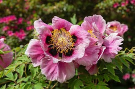 Paeonia rockii ssp. Atava – Die Rock'-Pfingstrose von Richard Wareham
