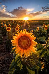 Beautiful Sunflower Field Sunset - Fine Art Picture of Sunflowers, Nature Wall Art, Landscape Photography Prints