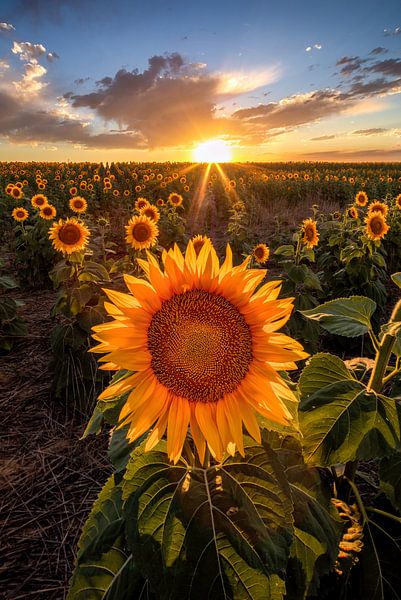 Beautiful Sunflower Field Sunset - Fine Art Picture of Sunflowers, Nature Wall Art, Landscape Photography Prints by Daniel Forster