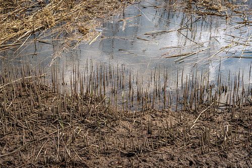 Gebroken rietstengels aan de rand van een moerassig gebied