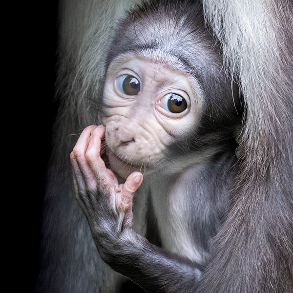 Baby Monkey - Witkruinmanabey van Marja Suur