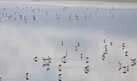Flamingos Lake Natron Tanzania