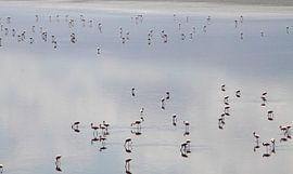 Flamingos Natronsee Tansania von Marvelli