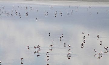Flamingo's Lake Natron Tanzania van Marvelli