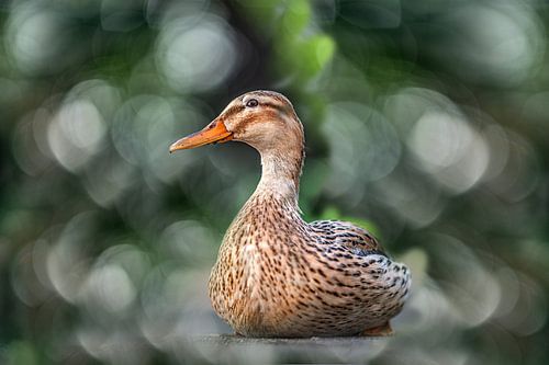 Portret van een eend in een onscherpe bokeh achtergrond