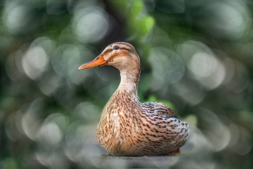Portrait of a duck in a blurred bokeh background by Harrie Muis