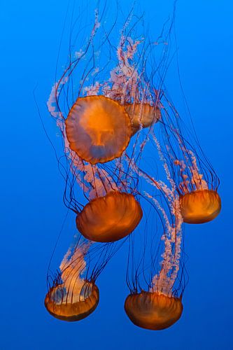 Méduse piquante de la mer Noire
