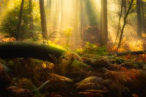 Ein wunderschöner, mystischer Morgen im Veluwezoom National Park