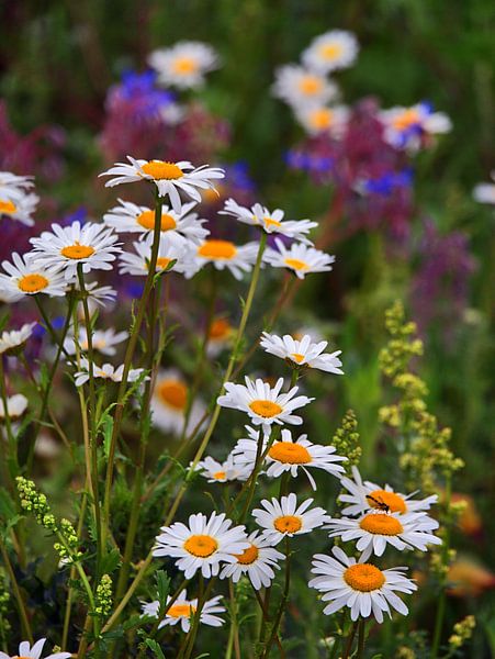 Camomille 13 par Edgar Schermaul