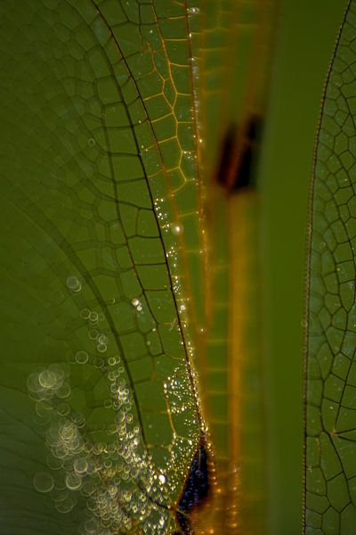Abstract wings dragonfly by Ina Bouhuijzen