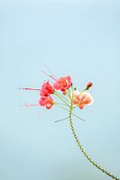 Elegant Simplicity - Blooming Summer - Fleurs de paon